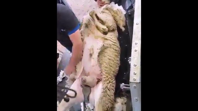 Как сегодня стригут овец в Австралии смотреть онлайн