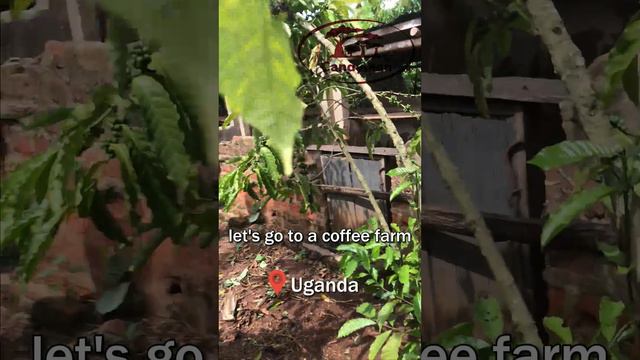 Coffee Farm