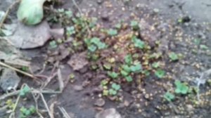 Седераты! Горчица мороза не боится!!!