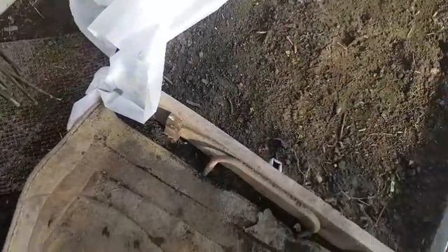 1 марта , первые всходы
