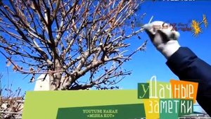 Как вырастить иву. Удачные заметки