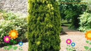 Тис ягодный Давид. Краткий обзор, описание характеристик, где купить taxus baccata David