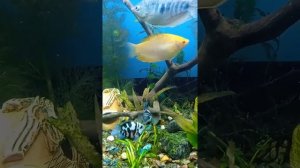 Аквариумная рыбка сапфировый попугай