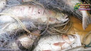 Рыбалка на Амуре, Лососёвая путина 2023 г. Fishing on the Amur, Salmon fishing season 2023