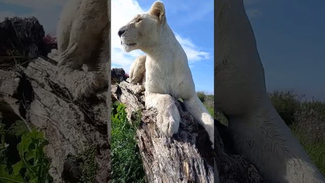 Lioness in white. Львица в белом. #белыйлев