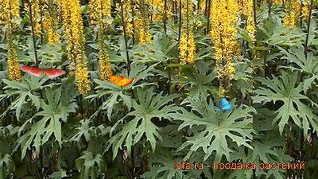 Бузульник пржевальского (ligularia przewalskii) ? бузульник обзор: как сажать саженцы бузульника