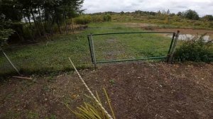 Собака и баран , первая встреча.[Жизнь в деревне]