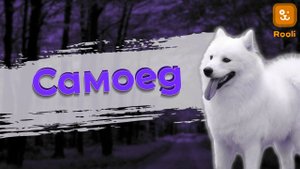 Волшебные моменты с Самоедской Собакой: Порода, Характер, Фотографии и Советы по Уходу