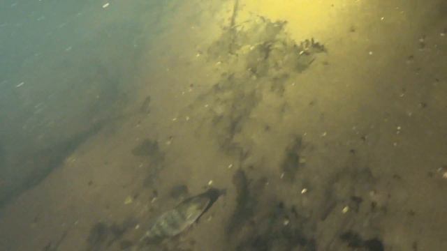 Подводная охота! смотреть онлайн