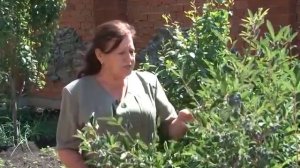 "Как ухаживать за жимолостью".