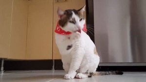 Кошка или собака? Отличия в содержании. Кого выбрать? Интересные факты.