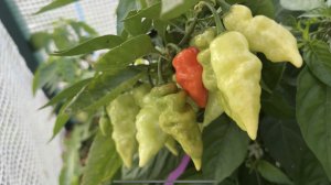 26.07.24 на огород через неделю, опять все засохло