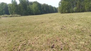 Аэратор луговой.Многолетняя трава козлятник.Однолетняя суданка,суданская трава.И просто боболтать))