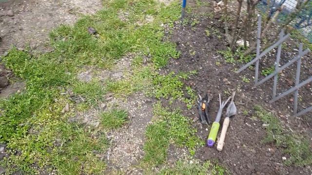 Суперкороткая ОБРЕЗКА РОЗ ОСТИНА(английские) сорта- Мери Роуз,Голден Селебрейшен,Пэт Остин 27.02.2 смотреть онлайн