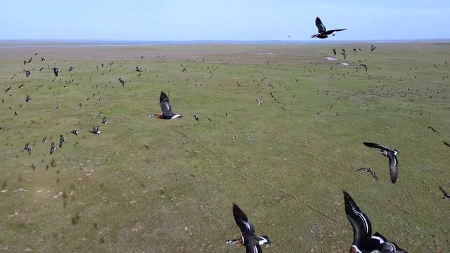 Казарка на Маныче. 2023 год. смотреть онлайн