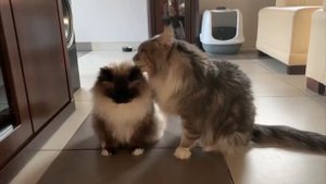 CAT LOVE AND FIGHT - RAGDOLL vs MAINE COON
