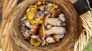 Yoll's добрый stream из Совиного дола. Идём мокнуть в лес