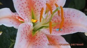 Лилия восточная Салмон Стар ? обзор: как сажать, луковицы лилии Салмон Стар