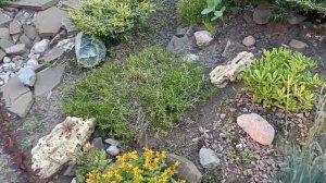 АЛЬПИЙСКАЯ горка! ОБЗОР, с названиями растений.