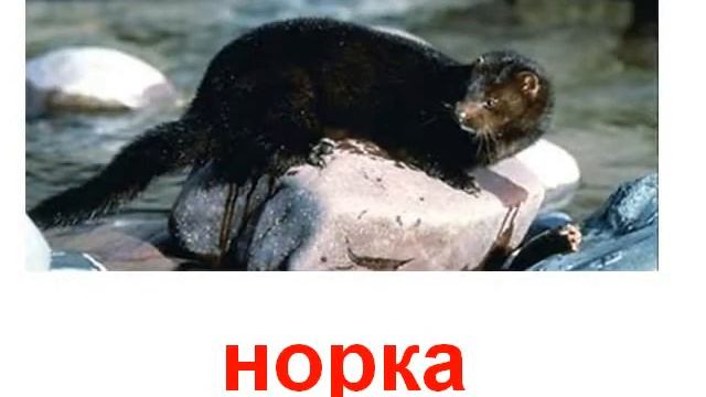 Животные хищникиенотовые, куньи, виверровые звук смотреть онлайн