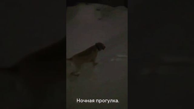 Ночная прогулка с собакой. смотреть онлайн
