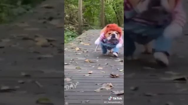 Ржачные приколы. Домашние животные. смех до слез. 37 часть