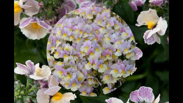 НЕМЕЗИЯ  (NEMESIA)  сем. Норичниковые