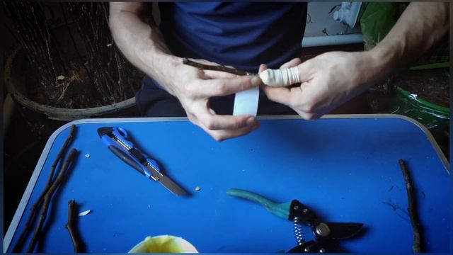 Улучшенная копулировка. Зимняя прививка груши Ноябрьской смотреть онлайн