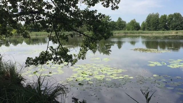 Лучшее утро на рыбалке. смотреть онлайн