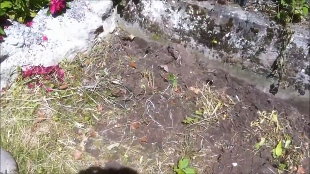 Garden update. Planting my Green globe artichoke new beds 25 5 14 смотреть онлайн