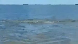 Дельфины на пляже в Мариуполе в Азовском море