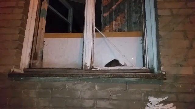 В квартире завелись крысы смотреть онлайн