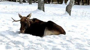 Часть вторая. Лось вышел на дорогу и не давал проехать.. Лесной кордон "У трёх вершин".