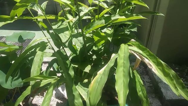 Healthy Asian Galangal root or Thai ginger Alpinia galanga смотреть онлайн