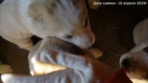 КОРМЛЮ 12 АЛАБАЕВ / КАК ЩЕНКИ РАДУЮТСЯ МОЕМУ ПРИХОДУ АЛАБАЙ / СКОЛЬКО КУШАЮТ ЩЕНКИ АЛАБАЯ