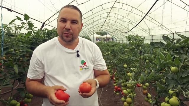 Томат в теплице. Садовое - серия 9. Итоги. Технология выращивания помидора в теплице