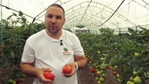 Томат в теплице. Садовое - серия 9. Итоги. Технология выращивания помидора в теплице