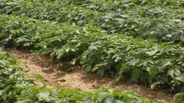 Выращивание Рассады Раннего Картофеля смотреть онлайн