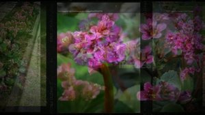 Бадан сердцелистный (Bergenia cordifolia)
