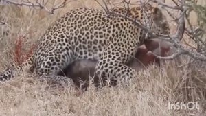 Леопард ест живого кабана