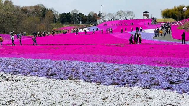 Shibazakura l Moss Phlox l Spring in Japan l In season pink flower carpet смотреть онлайн
