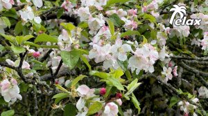 Spring Rain in a blooming Garden and the gentle Singing of Birds