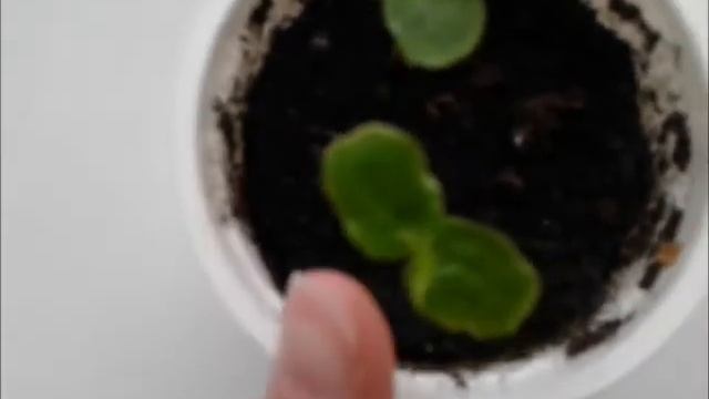 Маракуйя(пассифлора) смотреть онлайн