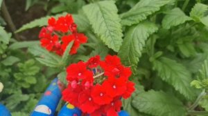 ЦВЕТУТ ДО ПОСЛЕДНЕГО! ЛЮБИМЫЕ ОДНОЛЕТНИКИ, которые УКРАШАЮТ САД ВСЁ ЛЕТО и ОСЕНЬ до ЗАМОРОЗКОВ!