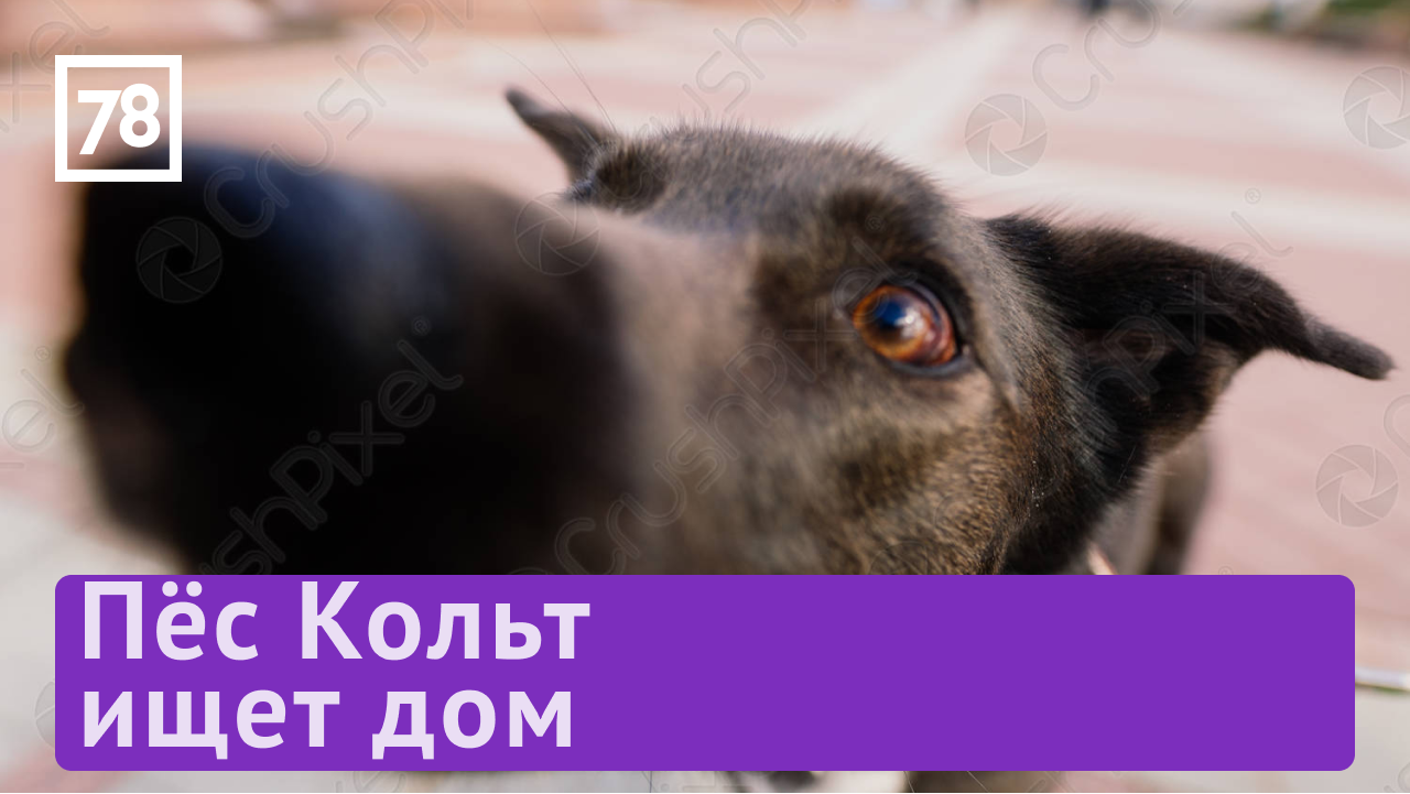 Рубрика "Хочу домой" в "Полезном утре"