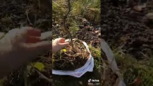 Пересадка Хвойных: Ель и Сосна из леса