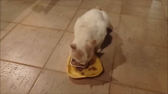 НАША ДЕРЕВЕНСКАЯ ЖИЗНЬ СОБАКИ И КОШКИ смотреть онлайн