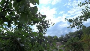 ЛЕТНЯЯ ДОФОРМИРОВКА ПЛОСКИХ КРОН. У РОЯЛЯ - ОЛЕГ РОЖНОВ.