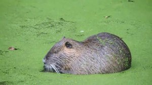 НУТРИЯ - Грызун с ценным мехом