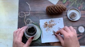 Посадка ели из семян.